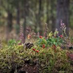 Comment reconnaître les plantes, baies et fruits comestibles en situation de survie