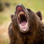 Guide de survie : Comment réagir face à un ours