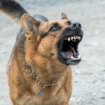 Guide de survie : Comment réagir face à un chien menaçant